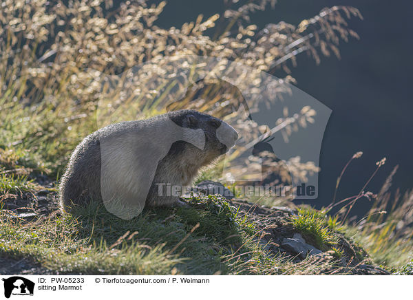 sitting Marmot / PW-05233