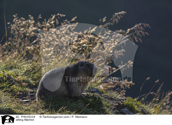 sitting Marmot / PW-05234