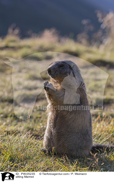 sitting Marmot / PW-05235