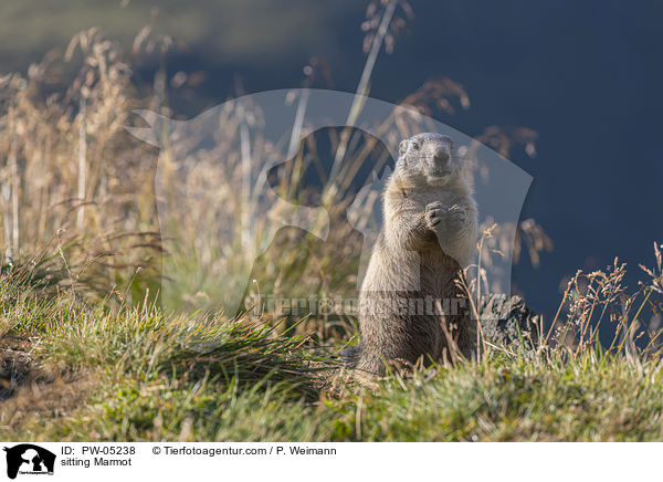 sitting Marmot / PW-05238