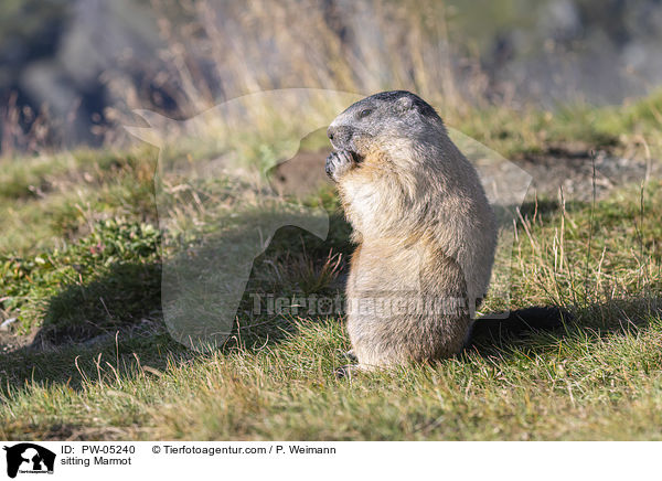 sitting Marmot / PW-05240
