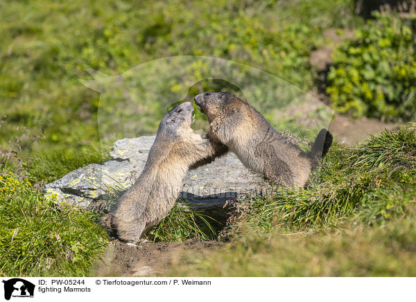 fighting Marmots / PW-05244