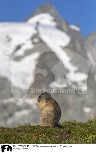 sitting Marmot / PW-05245