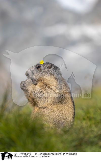 Marmot with flower on the head / PW-05249