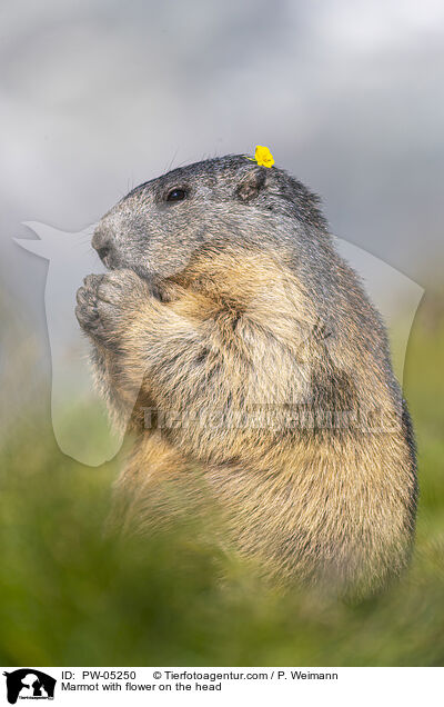 Marmot with flower on the head / PW-05250