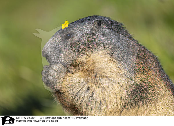 Marmot with flower on the head / PW-05251