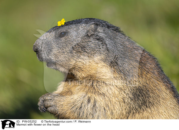 Marmot with flower on the head / PW-05252