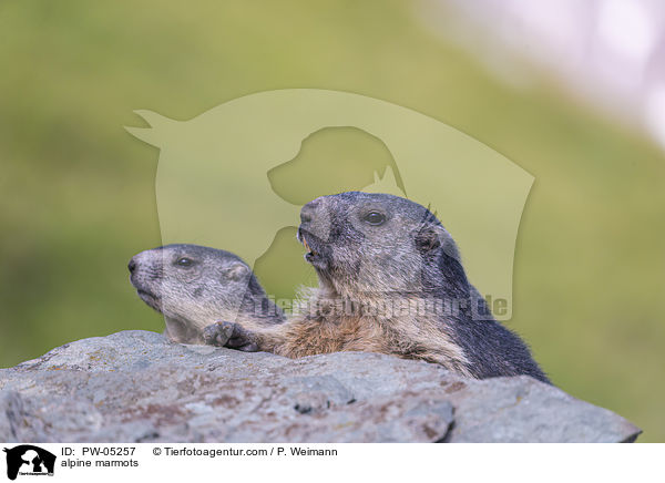 alpine marmots / PW-05257
