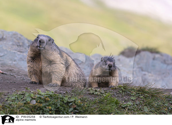 alpine marmots / PW-05258