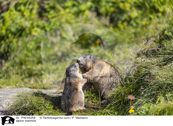 alpine marmots / PW-05259