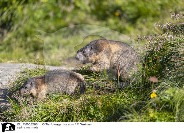 alpine marmots / PW-05260