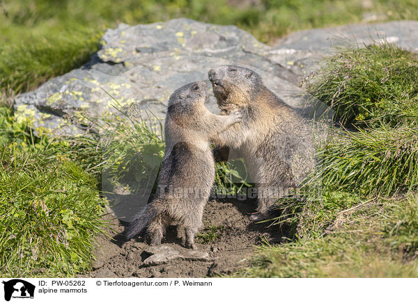 alpine marmots / PW-05262