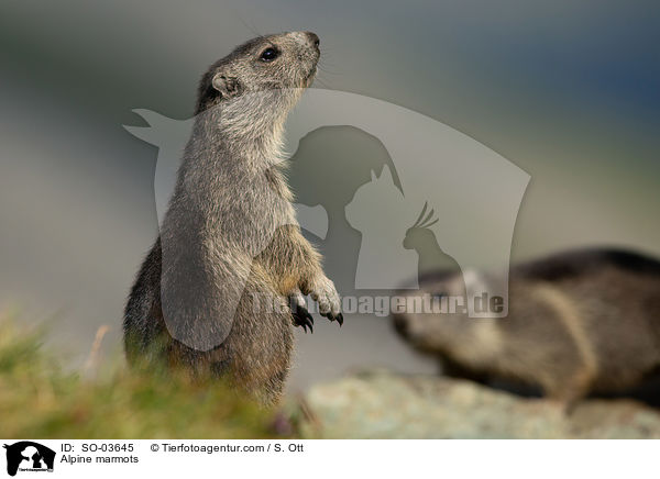 Alpine marmots / SO-03645
