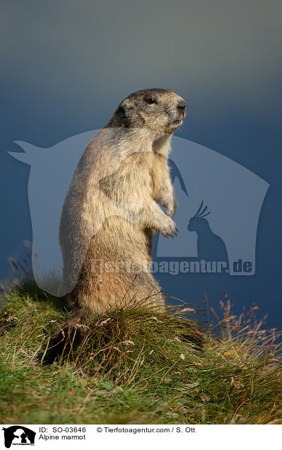 Alpine marmot / SO-03646