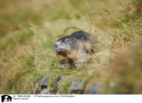 Alpine marmot / DMS-09488