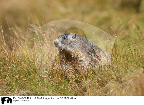 Alpine marmot / DMS-09489