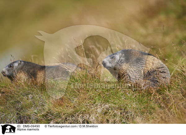 Alpine marmots / DMS-09490