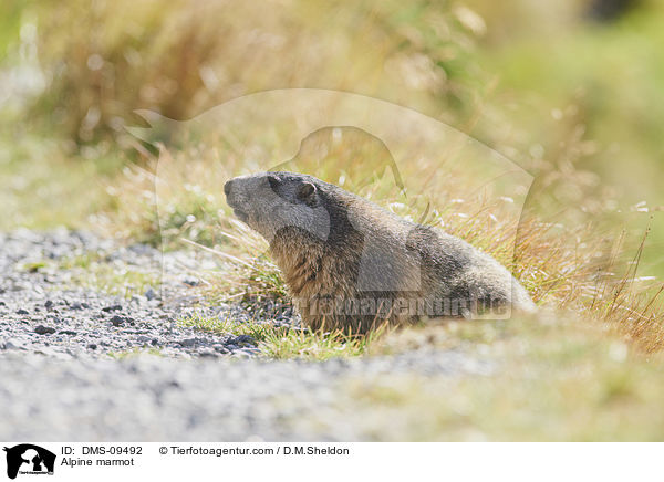 Alpine marmot / DMS-09492
