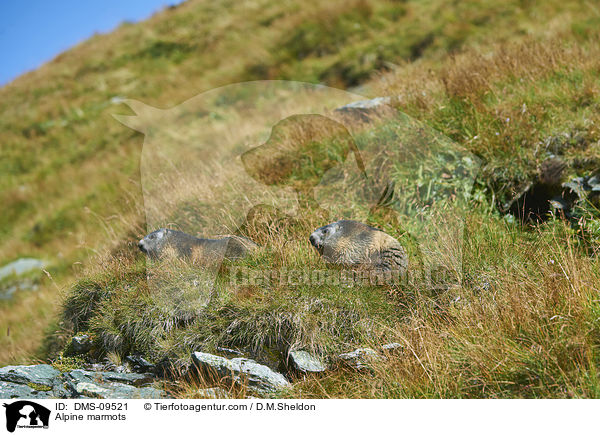 Alpine marmots / DMS-09521