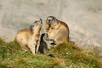 Alpine marmots