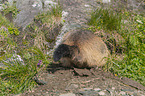 burrow Marmot