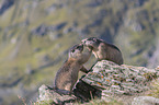 Two young Marmots
