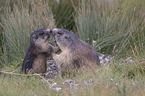 fighting Marmot