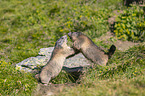 fighting Marmots