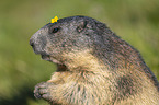 Marmot with flower on the head