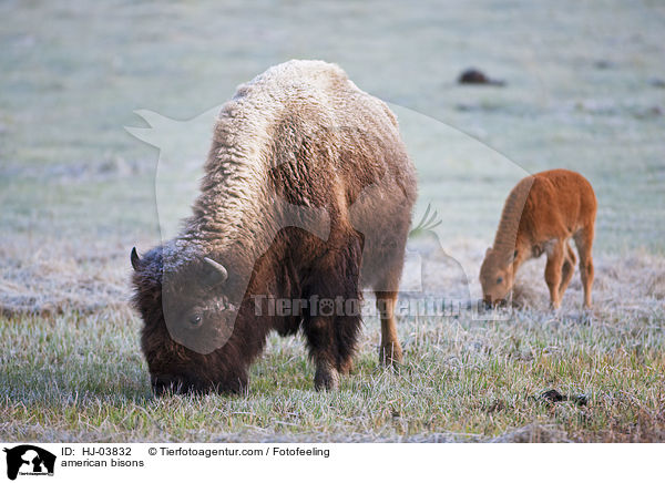 Amerikanische Bisons / american bisons / HJ-03832