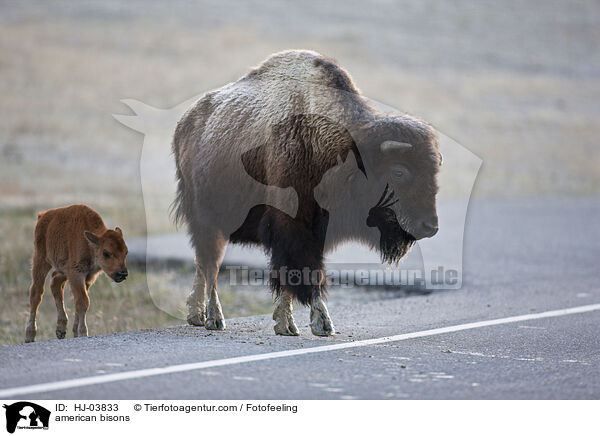 Amerikanische Bisons / american bisons / HJ-03833