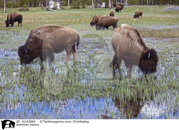 Amerikanische Bisons / american bisons / HJ-03864