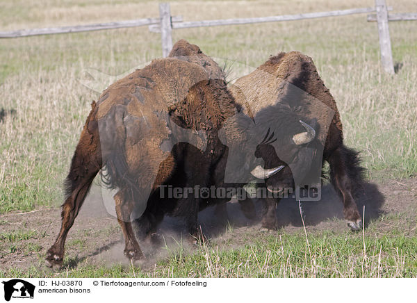 kmpfende Amerikanische Bisons / american bisons / HJ-03870