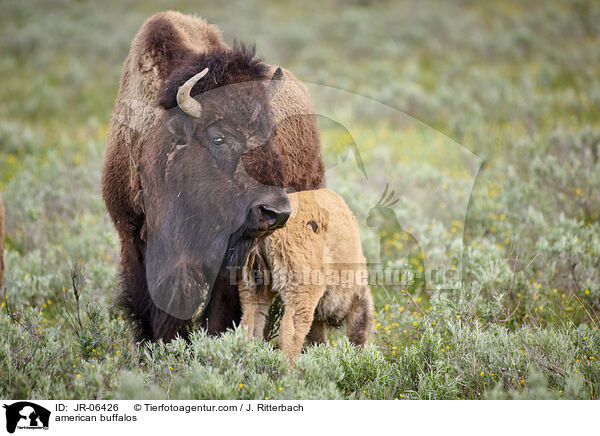 american buffalos / JR-06426