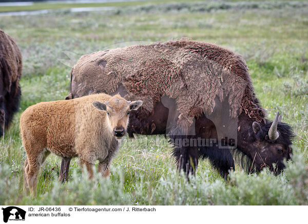 american buffalos / JR-06436