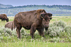 american buffalos
