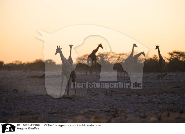 Angola Giraffes / MBS-12389