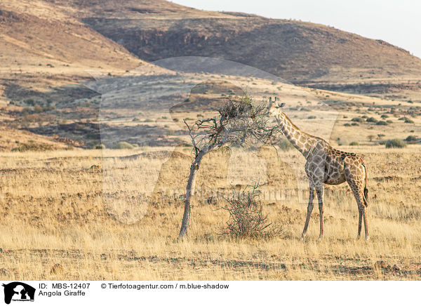 Angola Giraffe / MBS-12407