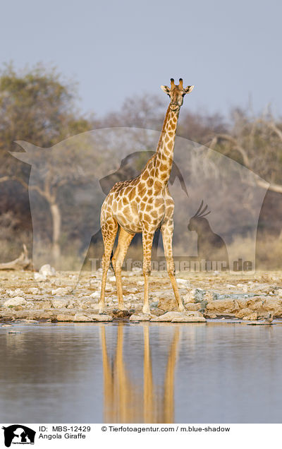 Angola Giraffe / MBS-12429