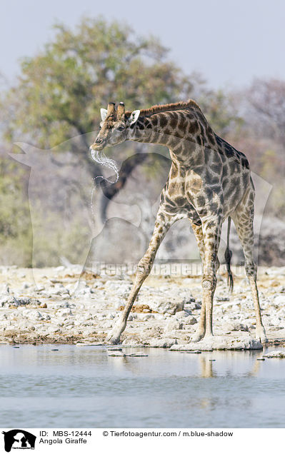 Angola Giraffe / MBS-12444