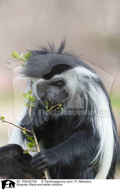 Angolan black-and-white colobus / PW-02744