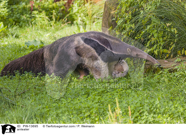 anteater / PW-13695