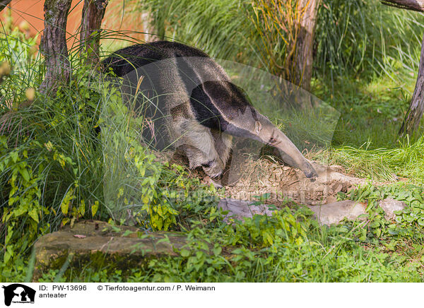 anteater / PW-13696