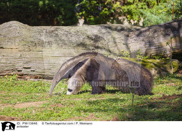anteater / PW-13846