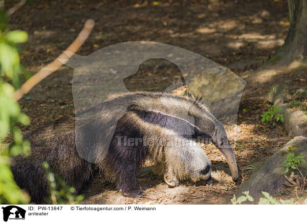 anteater / PW-13847
