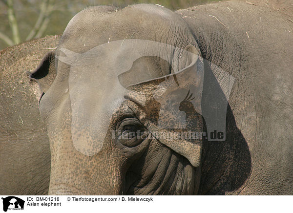 Asian elephant / BM-01218