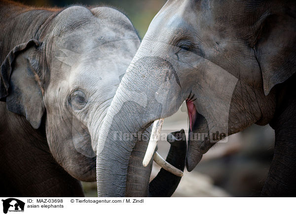 asian elephants / MAZ-03698