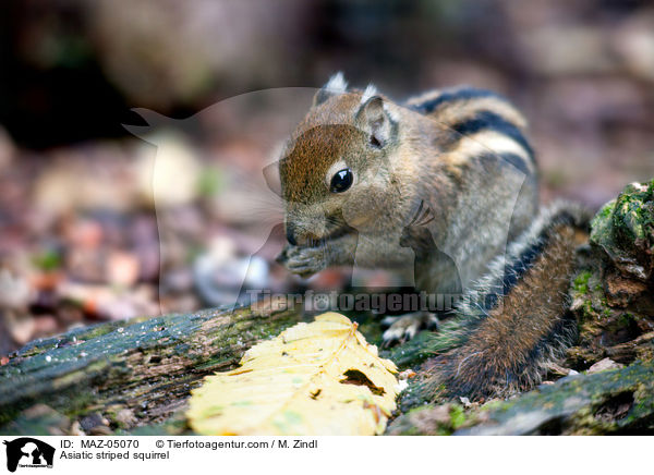 Asiatic striped squirrel / MAZ-05070