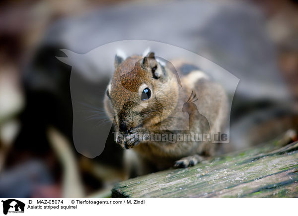 Asiatic striped squirrel / MAZ-05074