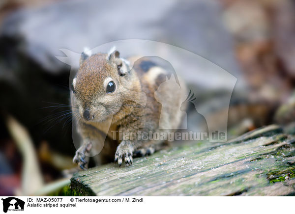 Asiatic striped squirrel / MAZ-05077